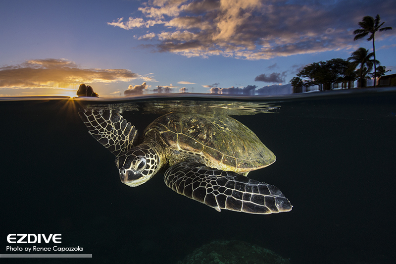 Green sea turtle- Chelonia mydas - at sunset gliding through the water in Maui, Hawaii.  These turtles are classified as "Endangered" by the IUCN Redlist.
