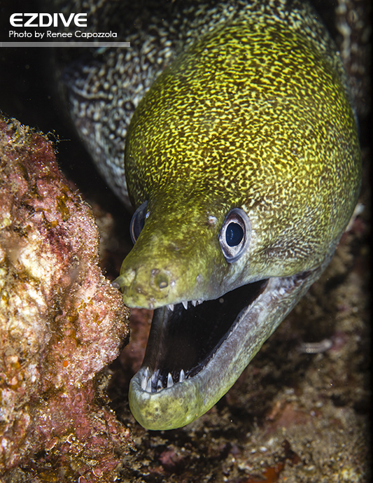 Moray eel in Maui, Hawaii