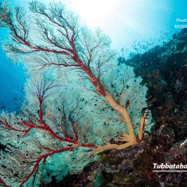 联合国教科文的珍宝：图巴塔哈珊瑚礁