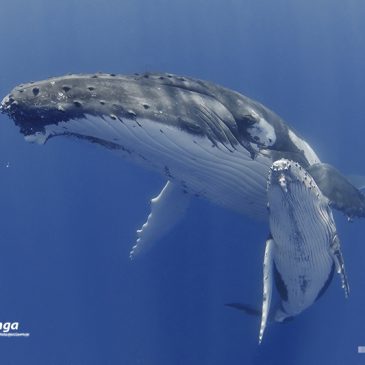 Whale Watching in Tonga
