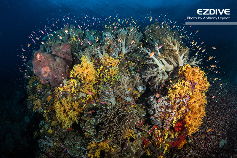 Tubbataha’s Reefs