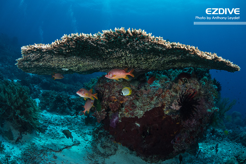 Tubbataha’s Reefs