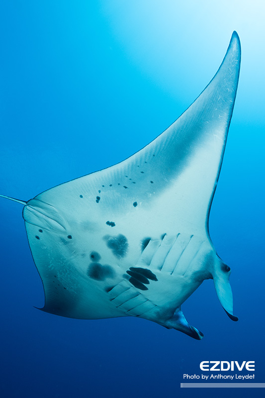 Tubbataha’s Reefs