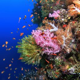 Colorful Fiji