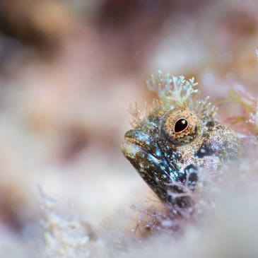 Blenny Territory Saint Lucia