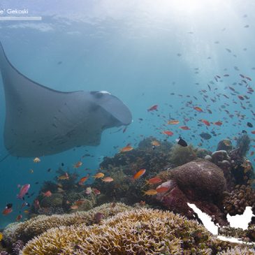 Deserted Diving in Derawan