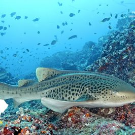 See spot swim in Oman  