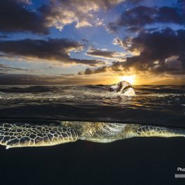 海中恐龍