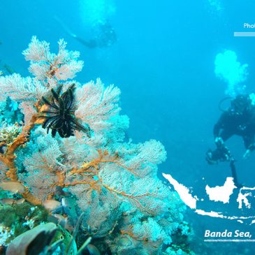 Forgotten Islands of the Banda Sea   