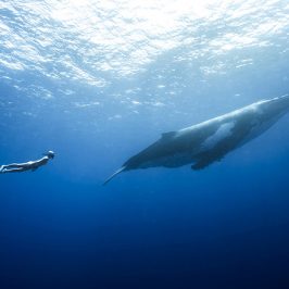 2020 Ocean Stars Underwater Photo Gallery