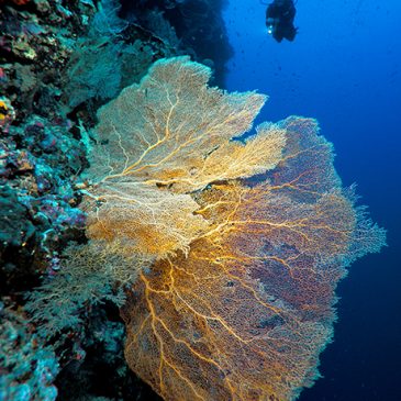 Looking for the Diving Dream in Christmas Island