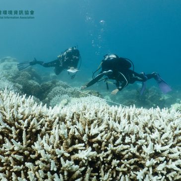 全民可參與的海洋保育行動──2021台灣珊瑚礁體檢活動開跑囉！