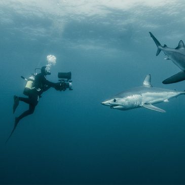 短鳍鲭鲨——兼具速度、隐秘与力量的远洋鲨鱼
