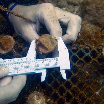 Corals and Conservation in Costa Rica