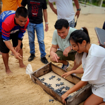 Turtle Hatcheries in El Nido