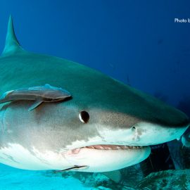 虎鲨——强大而原始的掠食者