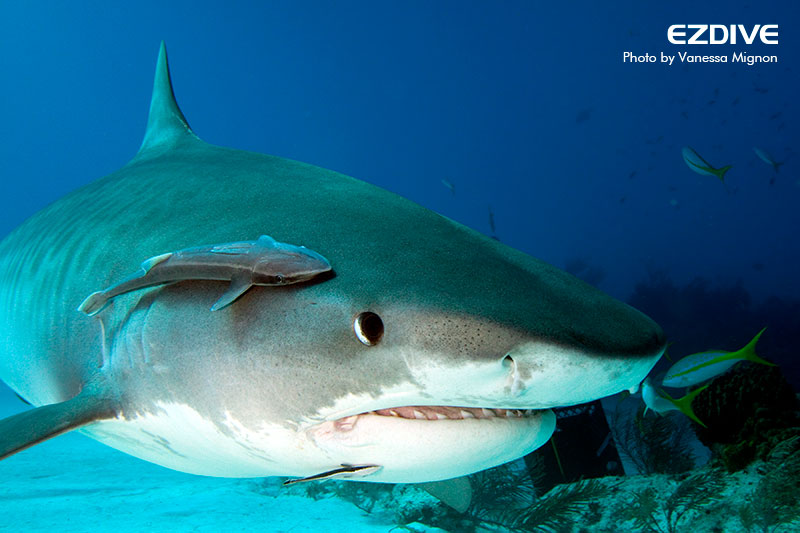 The Tiger Shark – a Formidable and Essential Predator –  EZDIVE．易潛雙語潛水雜誌．易潜双语潜水杂志