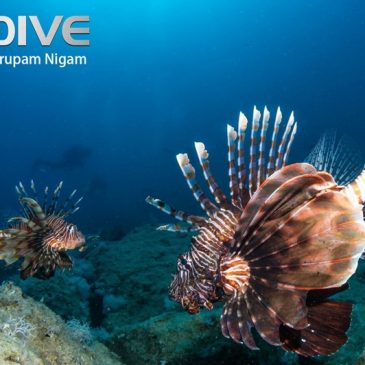 Lionfish Invasion Threatens the Mediterranean