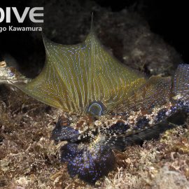 The Enigmatic Japanese Dragonet of the Izu Peninsula