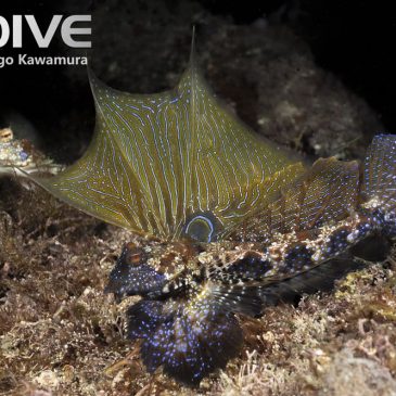 The Enigmatic Japanese Dragonet of the Izu Peninsula