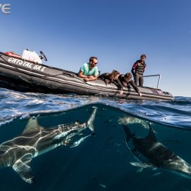 Saving Sharks, Saving Oceans: The Critical Connection