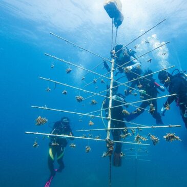 薄荷島珊瑚修復計畫：緊急⾏動的呼籲