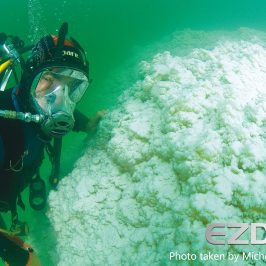 Beneath the Salt : A Deep Dive into the Dead Sea’s Alien World